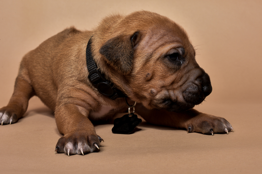 Rhodesian ridgeback puppy for sale male--12