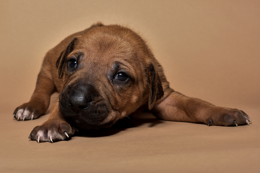 Rhodesian ridgeback puppy for sale male--13