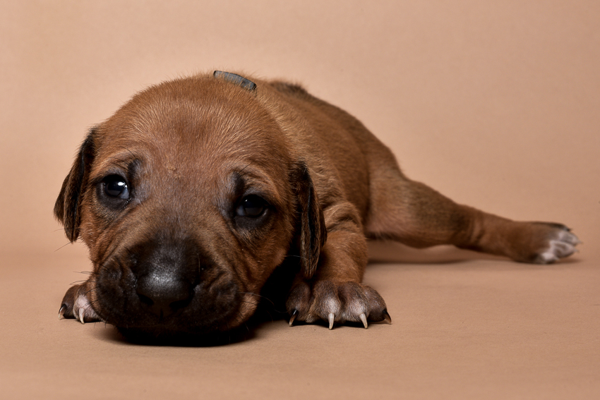 Rhodesian ridgeback puppy for sale male--15