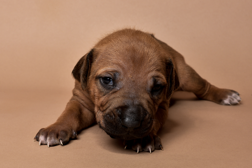 Rhodesian ridgeback puppy for sale male--16