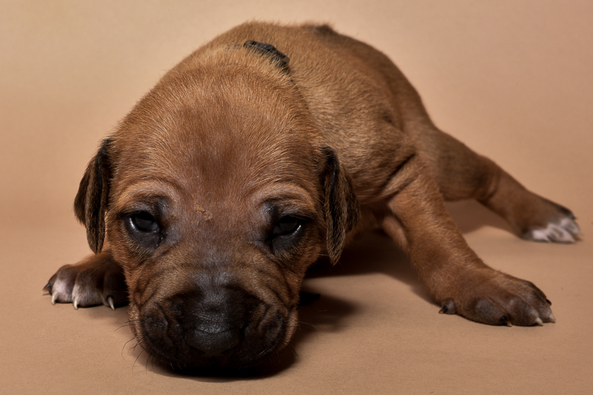 Rhodesian ridgeback puppy for sale male--17