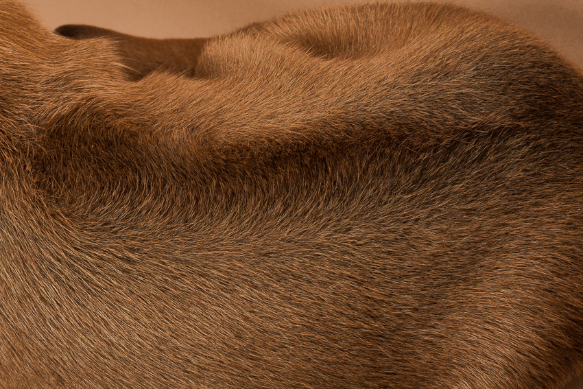 Rhodesian ridgeback puppy for sale male--18
