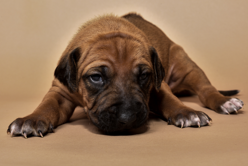 Rhodesian ridgeback puppy for sale male--4