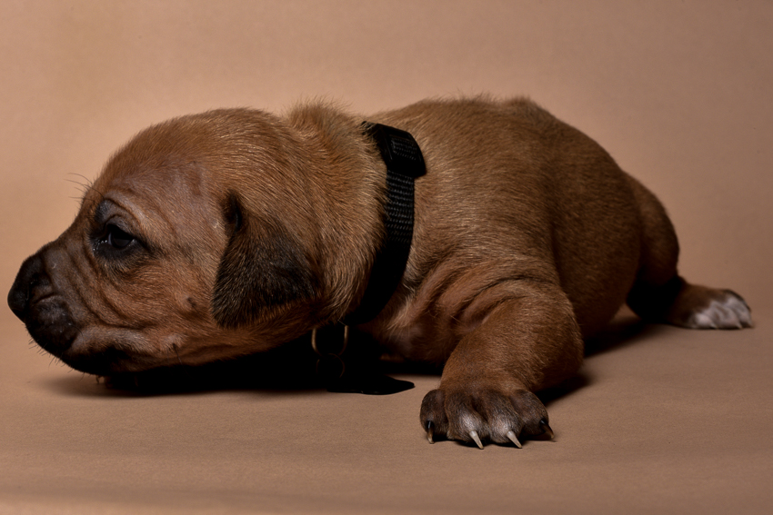 Rhodesian ridgeback puppy for sale male--7