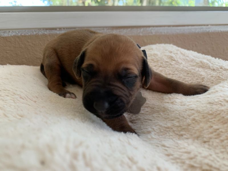 ridgeback puppies for sale austin texas 2021 litter beige