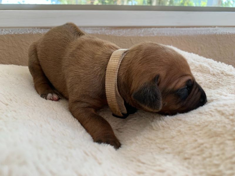 ridgeback puppies for sale austin texas 2021 litter beige