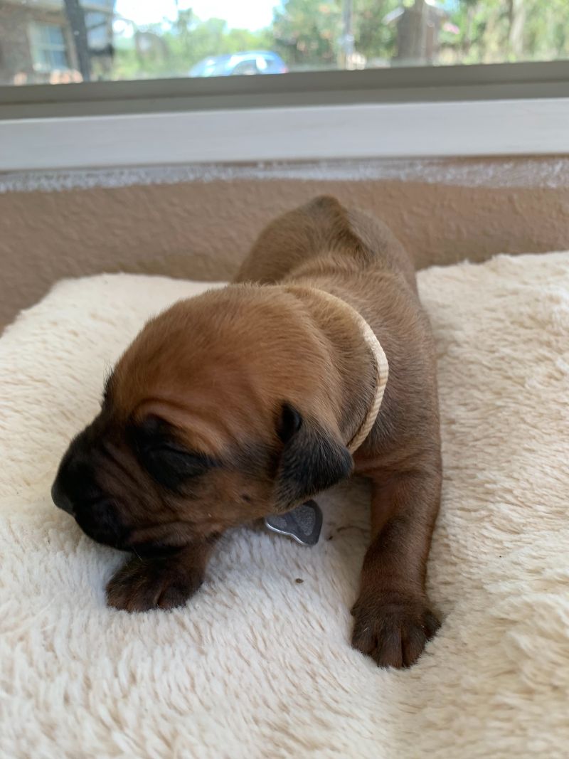 ridgeback puppies for sale austin texas 2021 litter beige