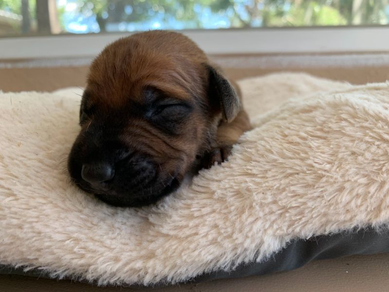 ridgeback puppies for sale austin texas 2021 litter grey