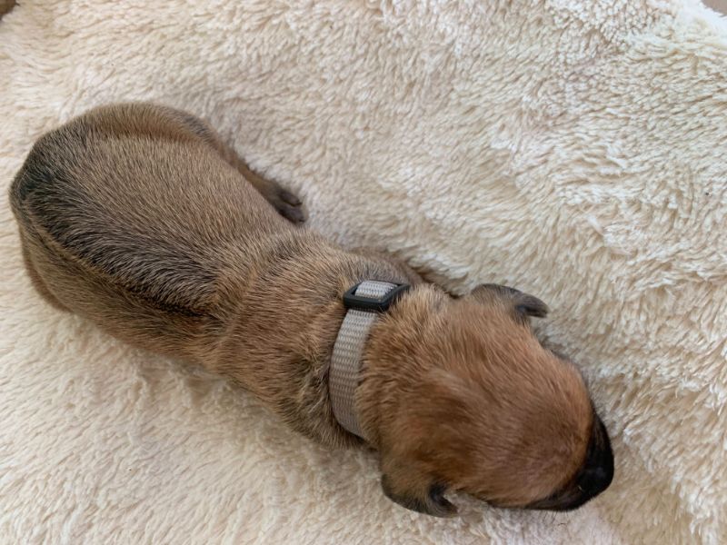 ridgeback puppies for sale austin texas 2021 litter grey