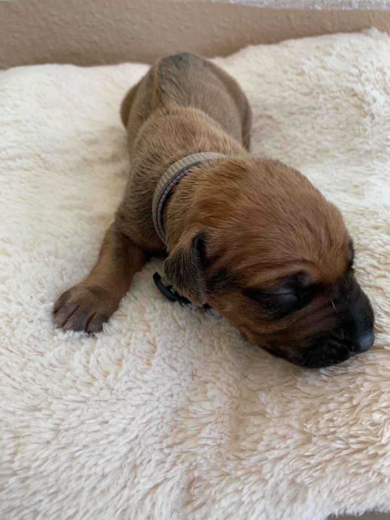 ridgeback puppies for sale austin texas 2021 litter grey