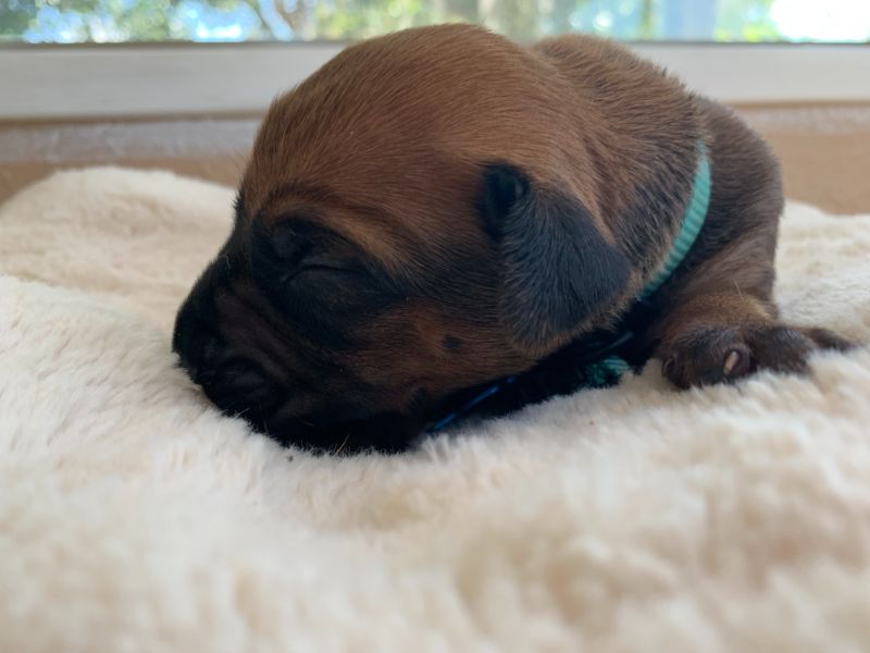 ridgeback puppies for sale austin texas 2021 litter light blue 1