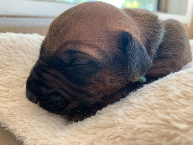 ridgeback puppies for sale austin texas 2021 litter light blue 1