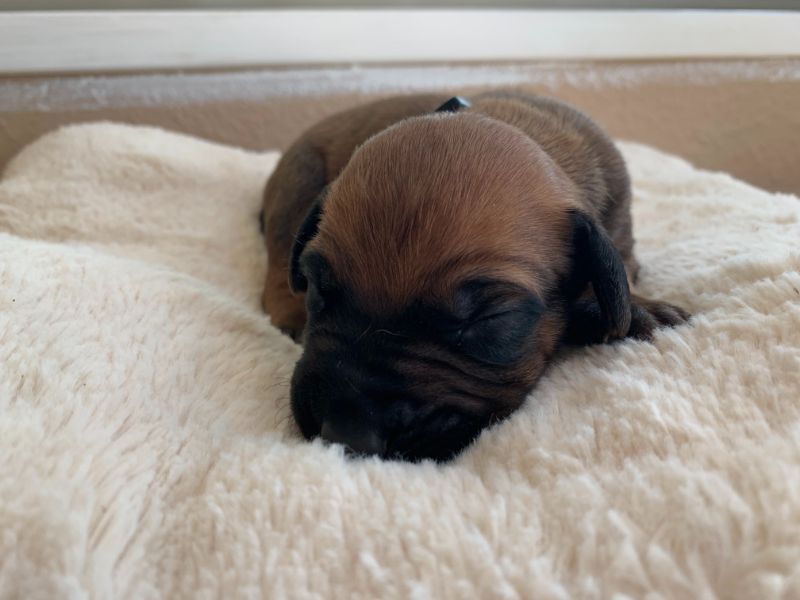 ridgeback puppies for sale austin texas 2021 litter light blue 1