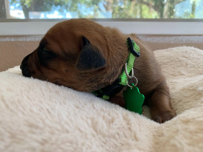 ridgeback puppies for sale austin texas 2021 litter light green