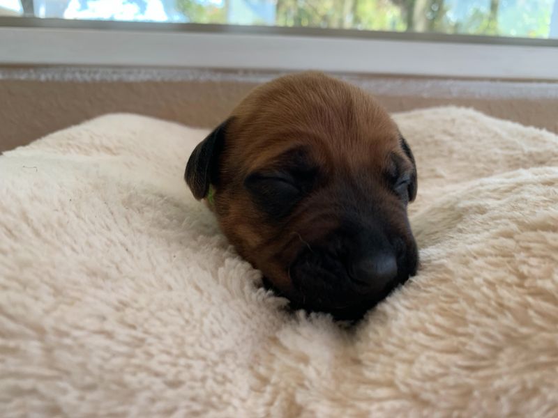 ridgeback puppies for sale austin texas 2021 litter light green