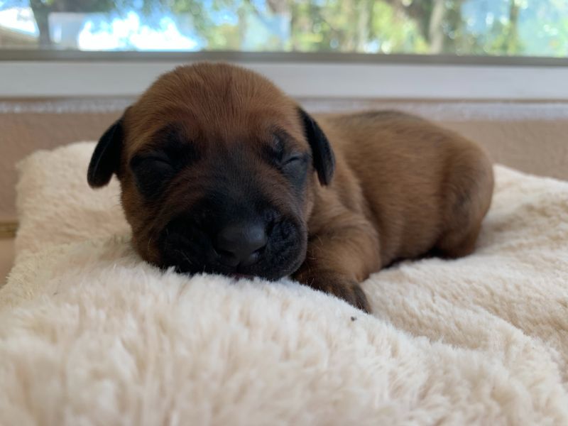 ridgeback puppies for sale austin texas 2021 litter light green