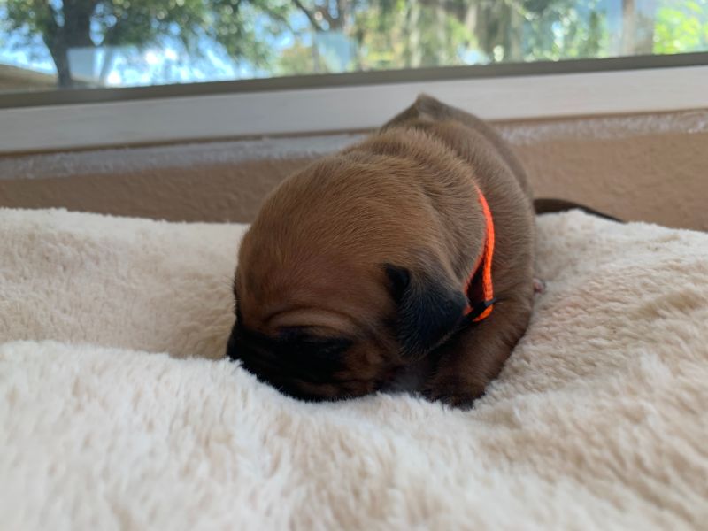ridgeback puppies for sale austin texas 2021 litter orange