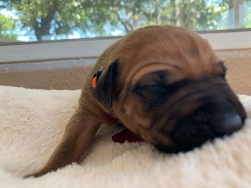 ridgeback puppies for sale austin texas 2021 litter orange