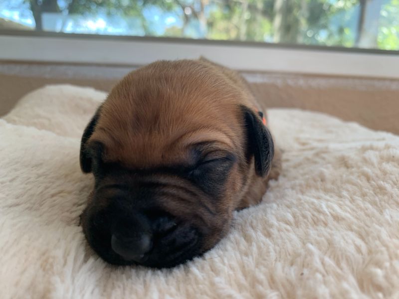 ridgeback puppies for sale austin texas 2021 litter orange