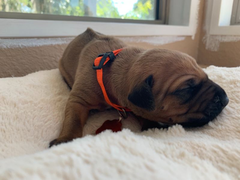 ridgeback puppies for sale austin texas 2021 litter orange