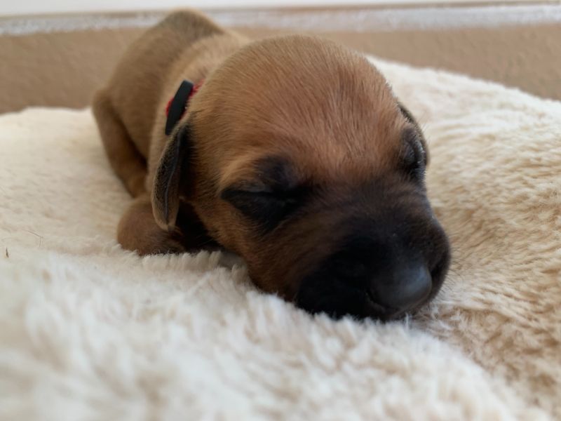 ridgeback puppies for sale austin texas 2021 litter pink