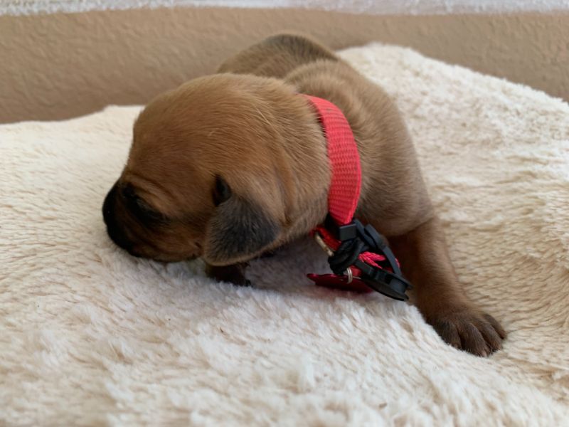 ridgeback puppies for sale austin texas 2021 litter pink