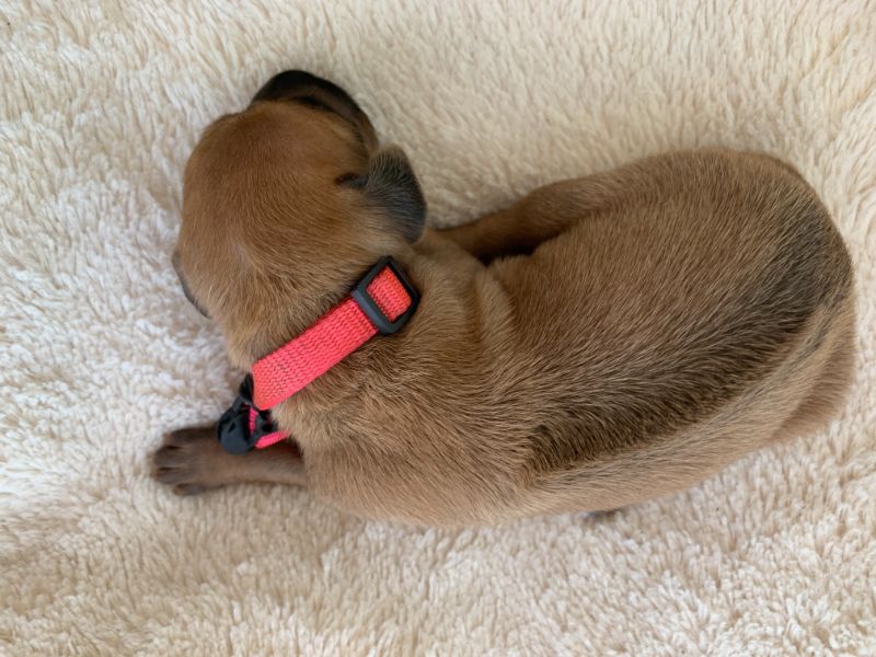 ridgeback puppies for sale austin texas 2021 litter pink