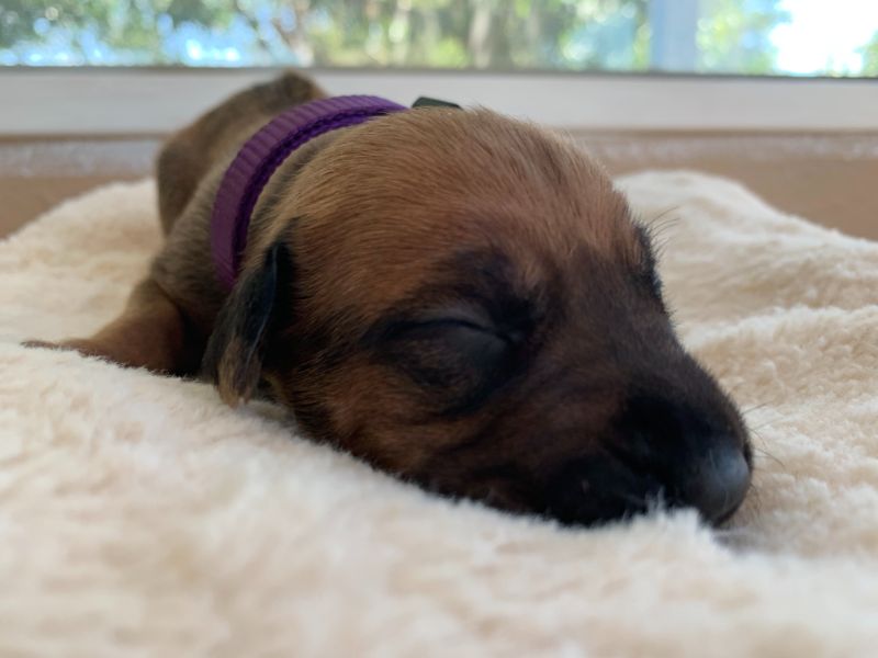 ridgeback puppies for sale austin texas 2021 litter purple