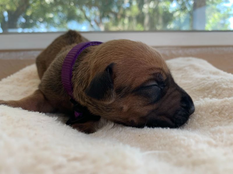 ridgeback puppies for sale austin texas 2021 litter purple