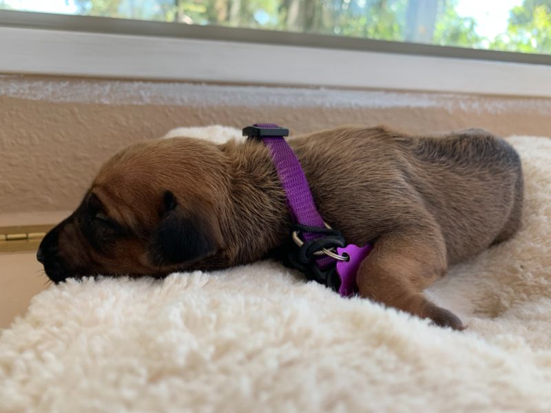 ridgeback puppies for sale austin texas 2021 litter purple