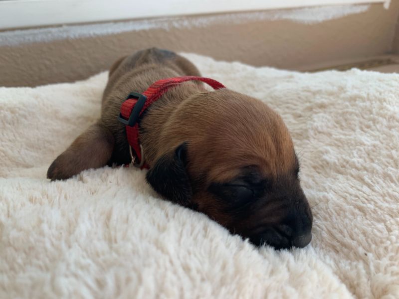 ridgeback puppies for sale austin texas 2021 litter red