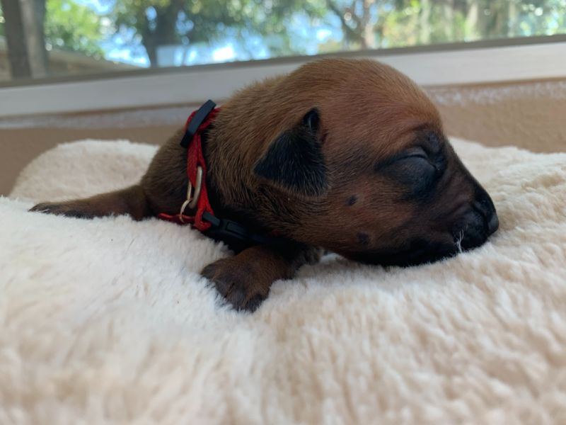 ridgeback puppies for sale austin texas 2021 litter red