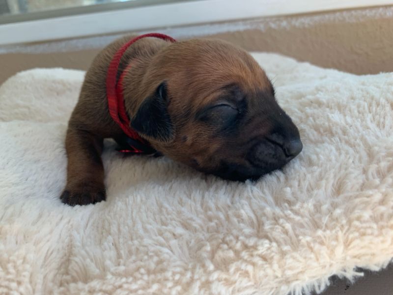 ridgeback puppies for sale austin texas 2021 litter red