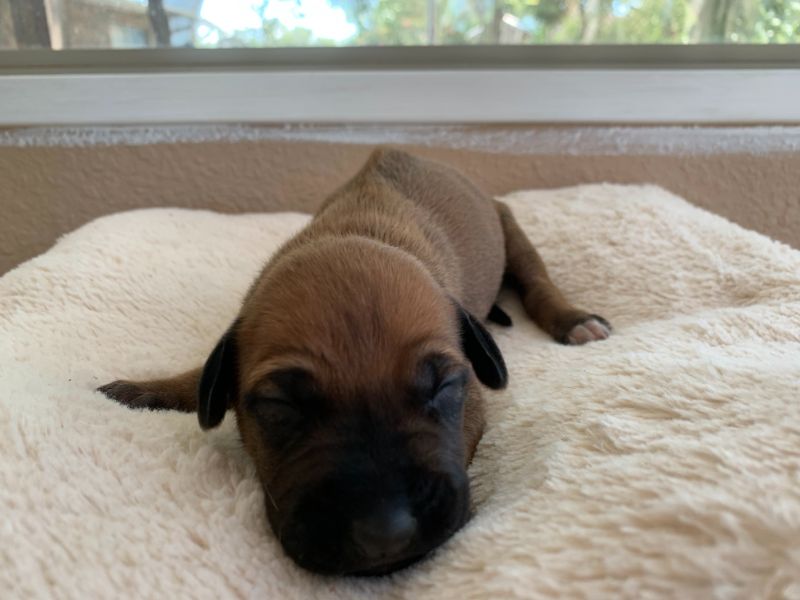ridgeback puppies for sale austin texas 2021 litter yellow