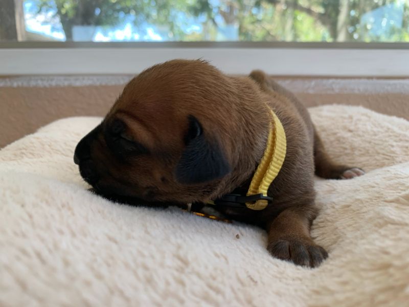 ridgeback puppies for sale austin texas 2021 litter yellow