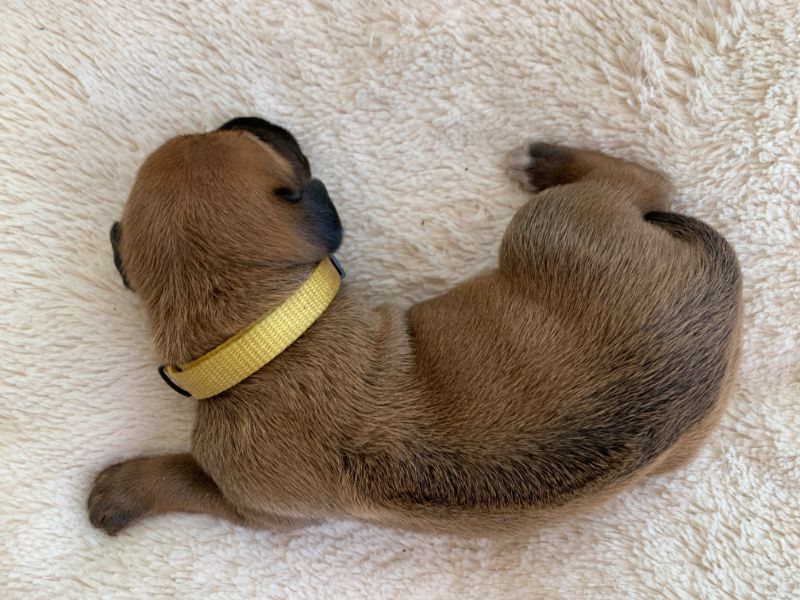 ridgeback puppies for sale austin texas 2021 litter yellow