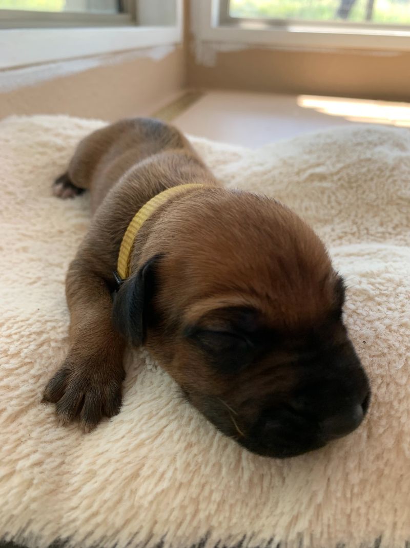 ridgeback puppies for sale austin texas 2021 litter yellow