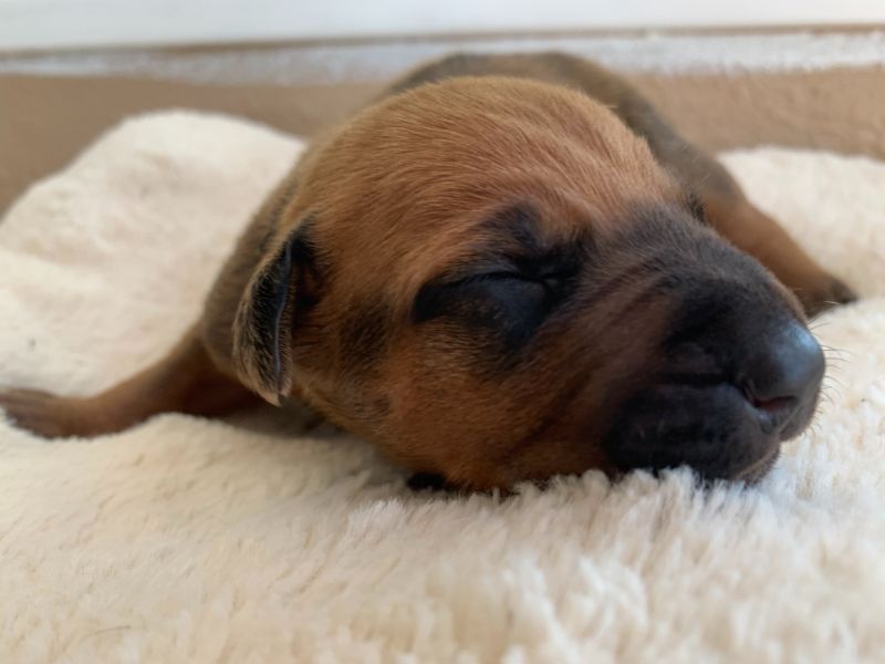 ridgeback puppy for sale austin texas 2021 litter blue