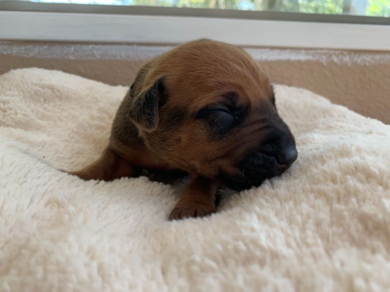 ridgeback puppy for sale austin texas 2021 litter blue