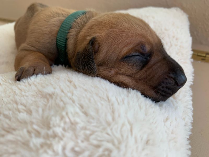 ridgeback puppy for sale austin texas 2021 litter dark green