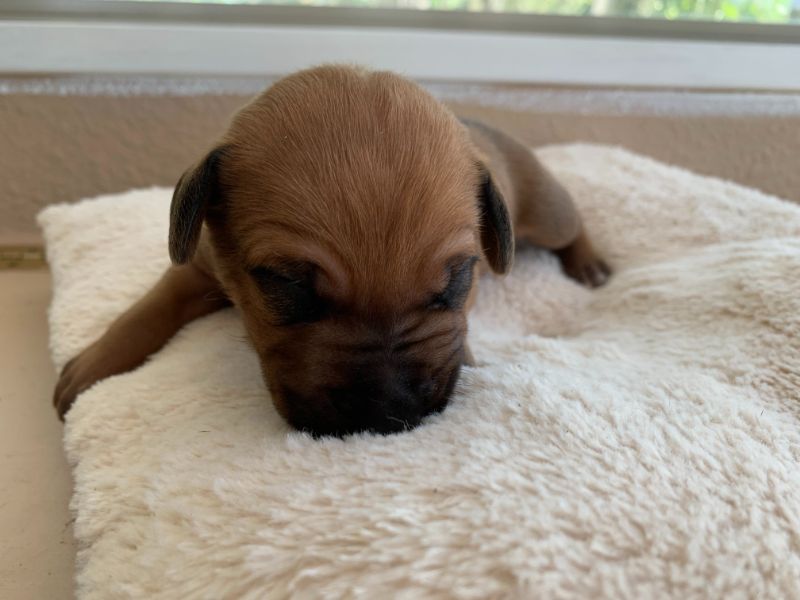 ridgeback puppy for sale austin texas 2021 litter dark green
