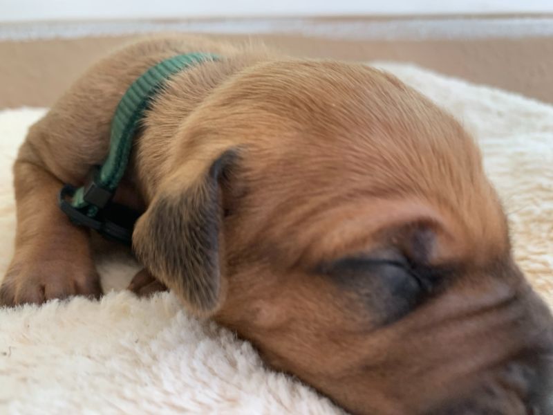 ridgeback puppy for sale austin texas 2021 litter dark green
