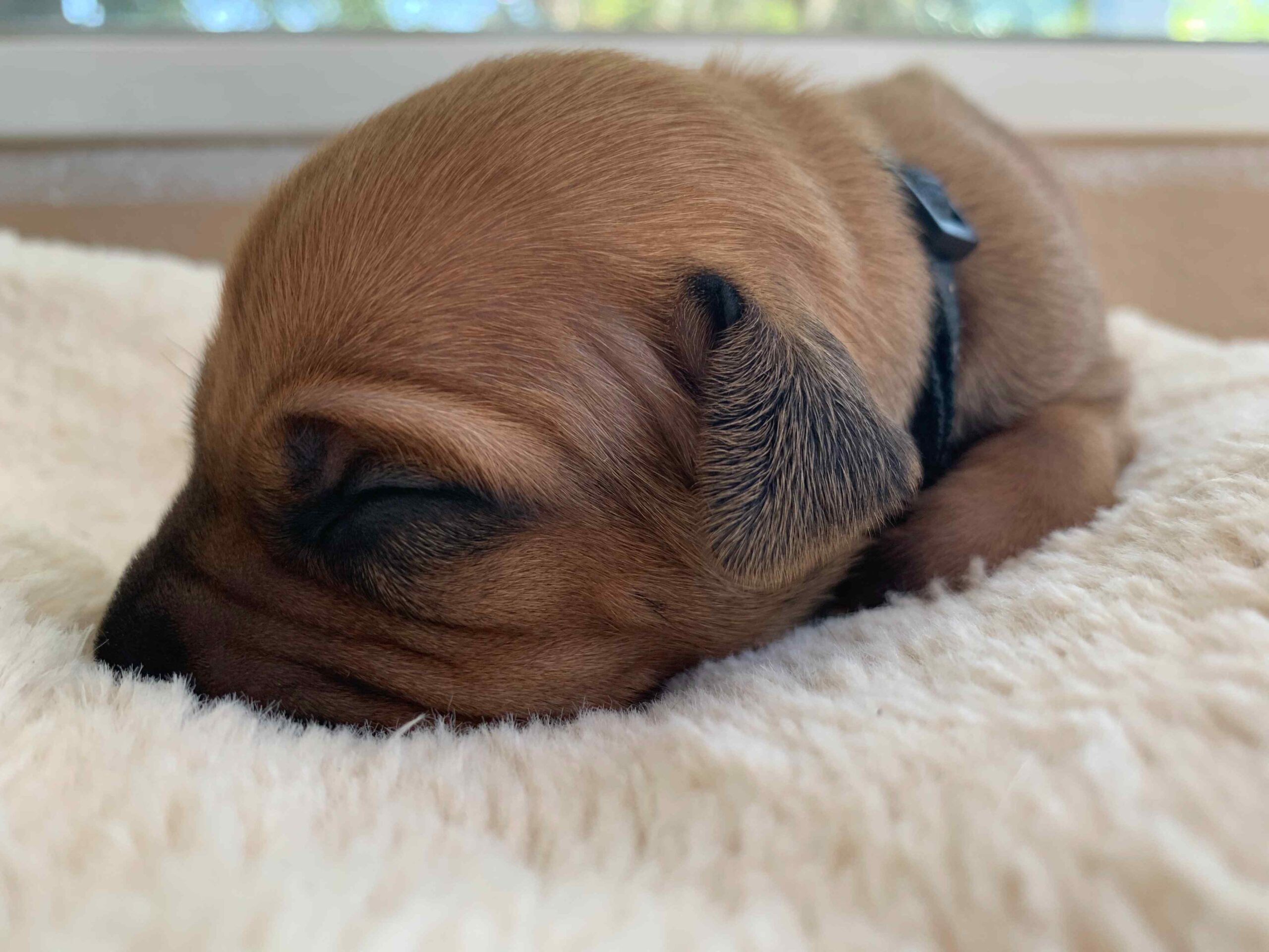 ridgeback puppy for sale austin texas black