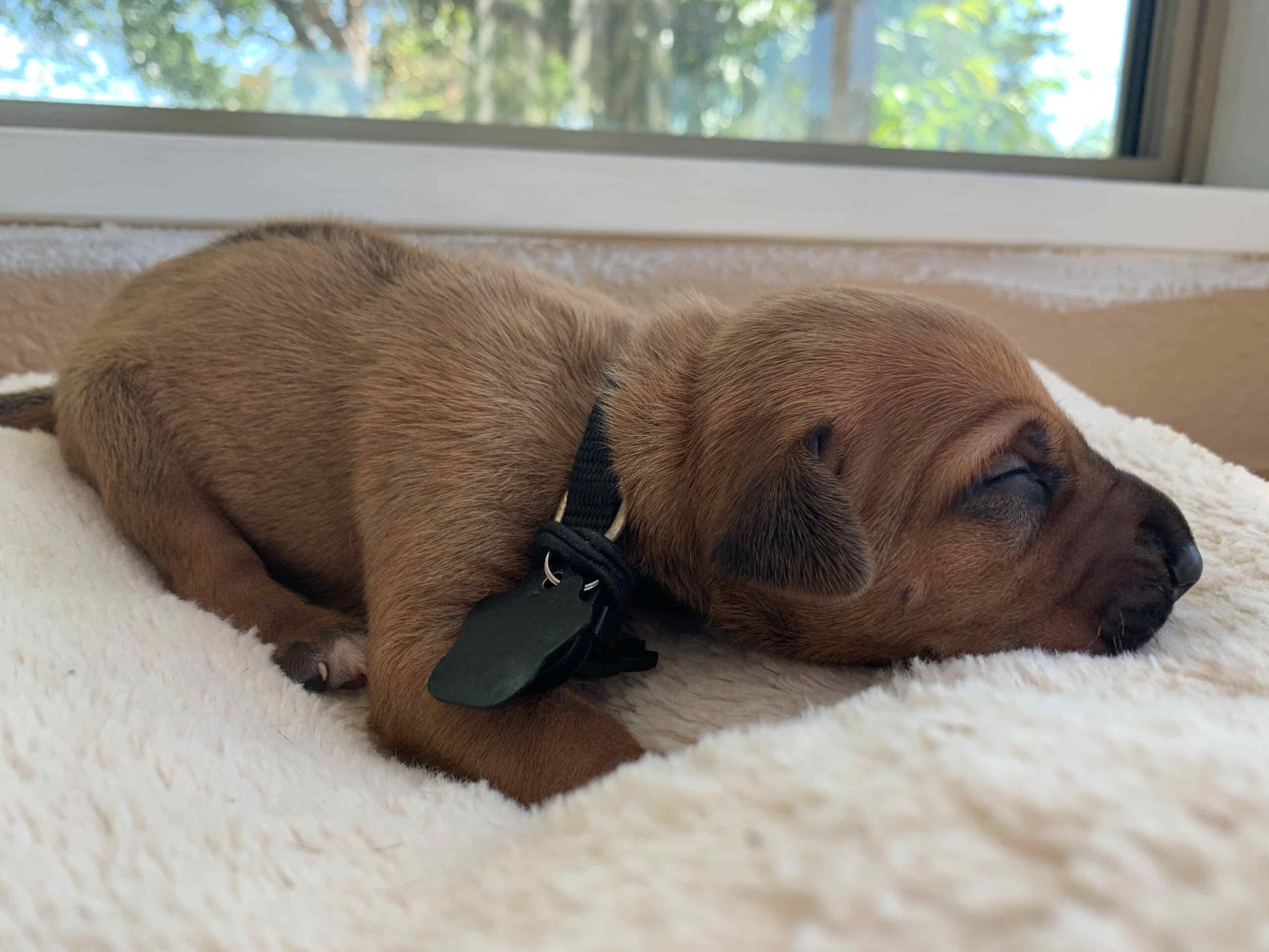 ridgeback puppy for sale austin texas black
