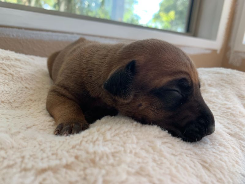 ridgeback puppy for sale austin texas blank