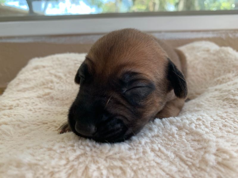 ridgeback puppy for sale austin texas blank