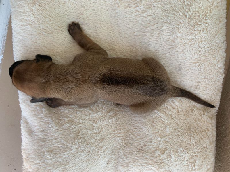 ridgeback puppy for sale austin texas blank