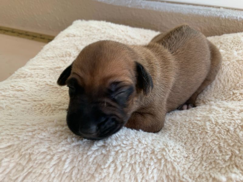 ridgeback puppy for sale austin texas blank