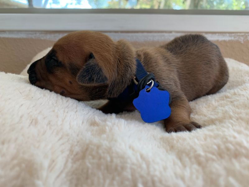 ridgeback puppy for sale austin texas 2021 litter blue