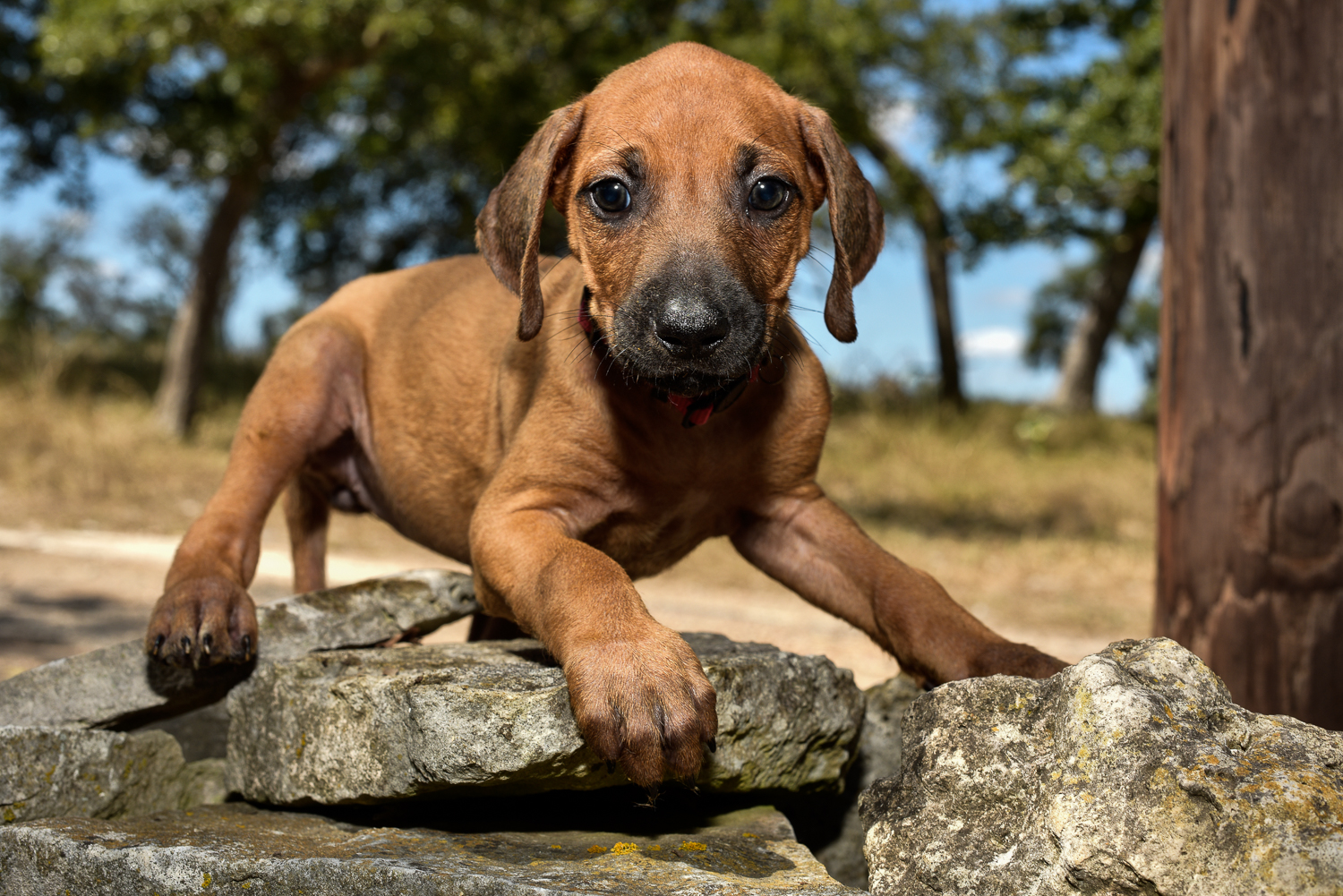rhodesian ridgeback puppy 1